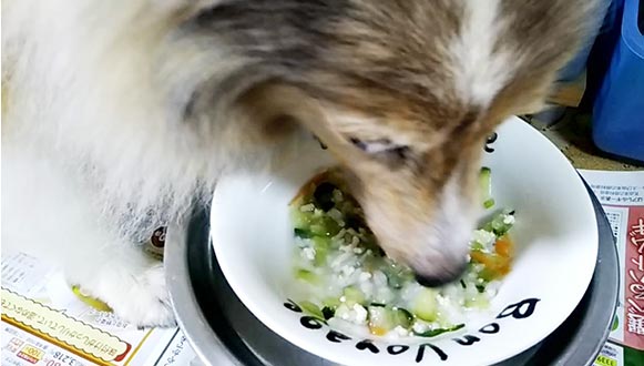 毎日、食事を楽しめるようになったラッキー。